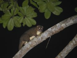 Menjaga Warisan Alam Obi: Harita Nickel Lestarikan Flora dan Fauna